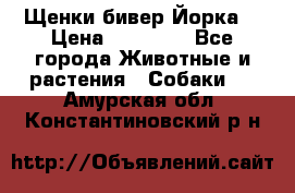 Щенки бивер Йорка  › Цена ­ 30 000 - Все города Животные и растения » Собаки   . Амурская обл.,Константиновский р-н